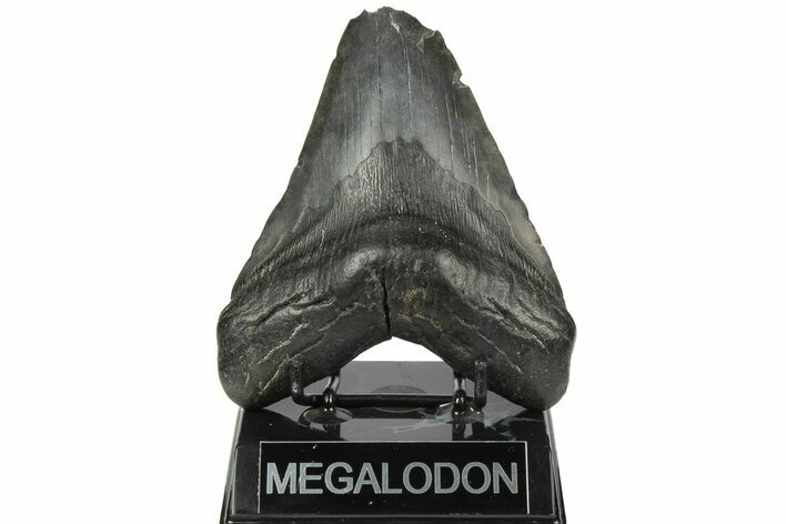 Bargain, Fossil Megalodon Tooth - South Carolina #186686